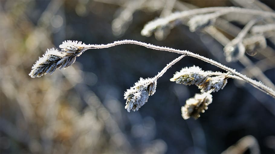 sprig, ripe, sunlight, frozen, ice, nature, frost, frostbite, icing, icy