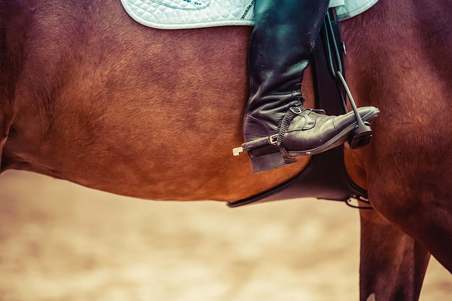 horse, shoes, cowboy, saddle, country, animals, livestock, domestic animals, human body part, domestic