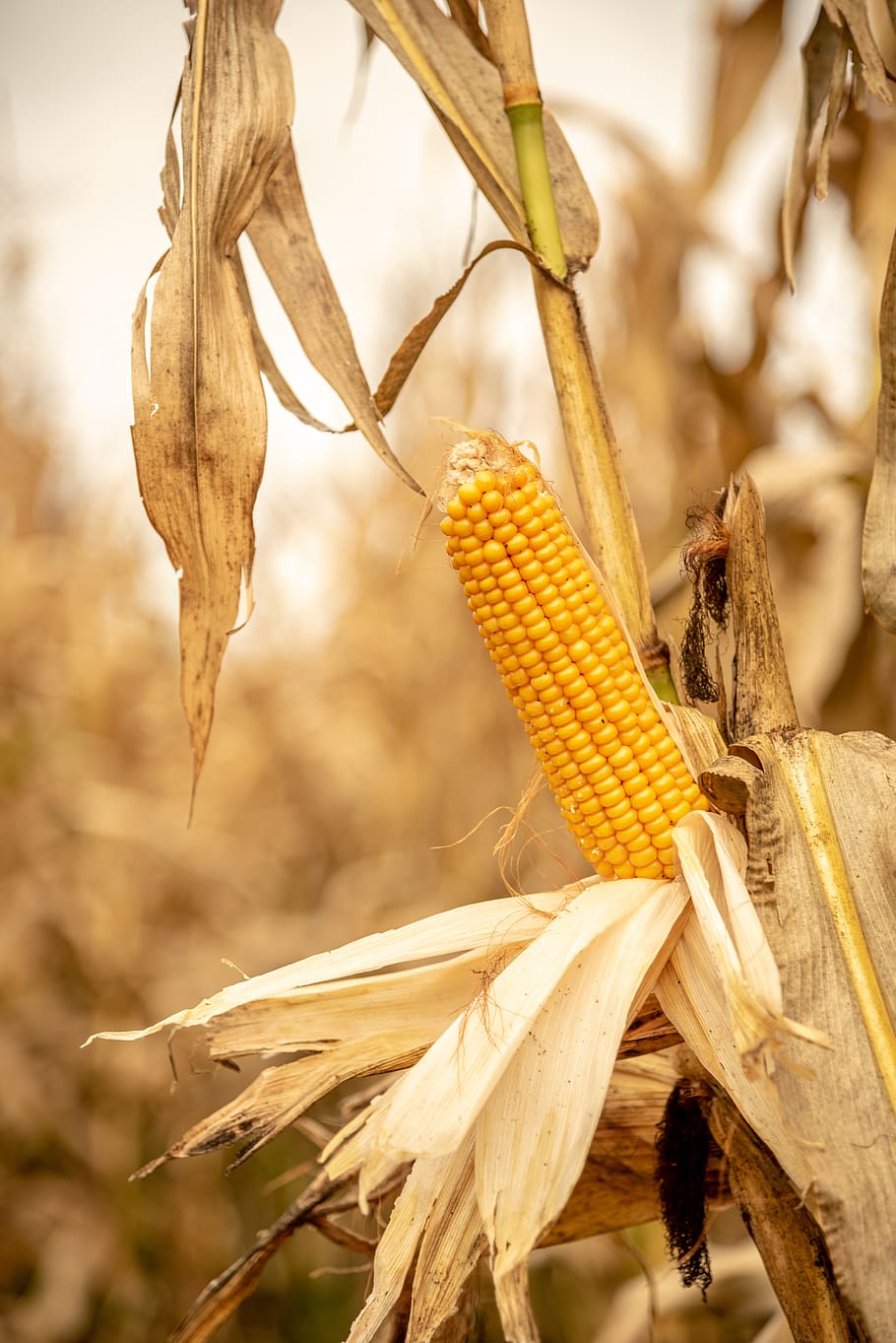 corn, ripe, yellow, crop, close-up, plant, focus on foreground, nature, day, growth