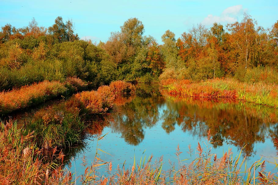 pond, banks, vegetation, tree, reflection, landscape, nature, wildlife reserve, amsterdamse bos, autumn colors