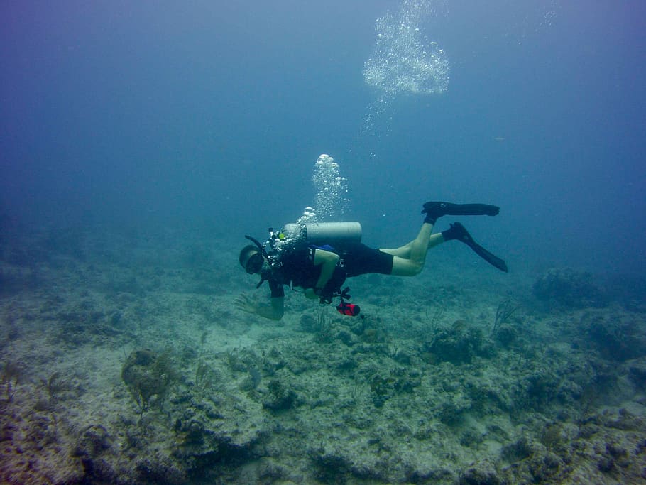 scuba diving, islamorada, florida, reef, water, coral, sea, atlantic ocean, underwater, undersea
