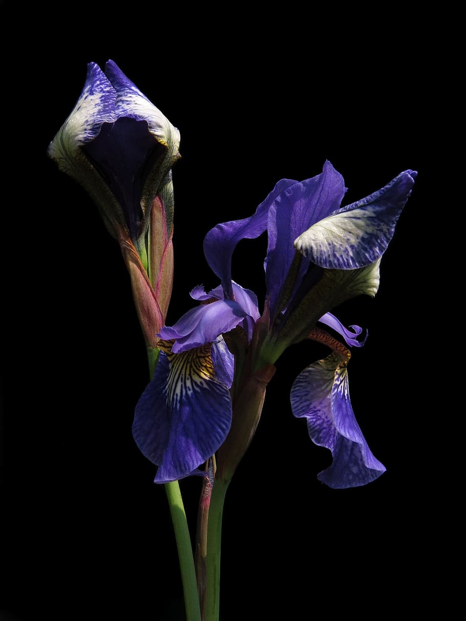 schwertlilie siberiano, prados de espada sin barba, lirio, azul, iris, flor, naturaleza, planta, iridaceae, iris de pantano