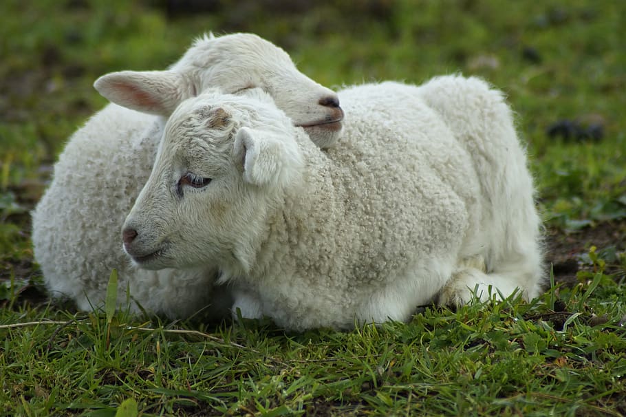 schäfchen, lamb, snuggle, passover, easter, cute, sweet, lambs, young animals, spring