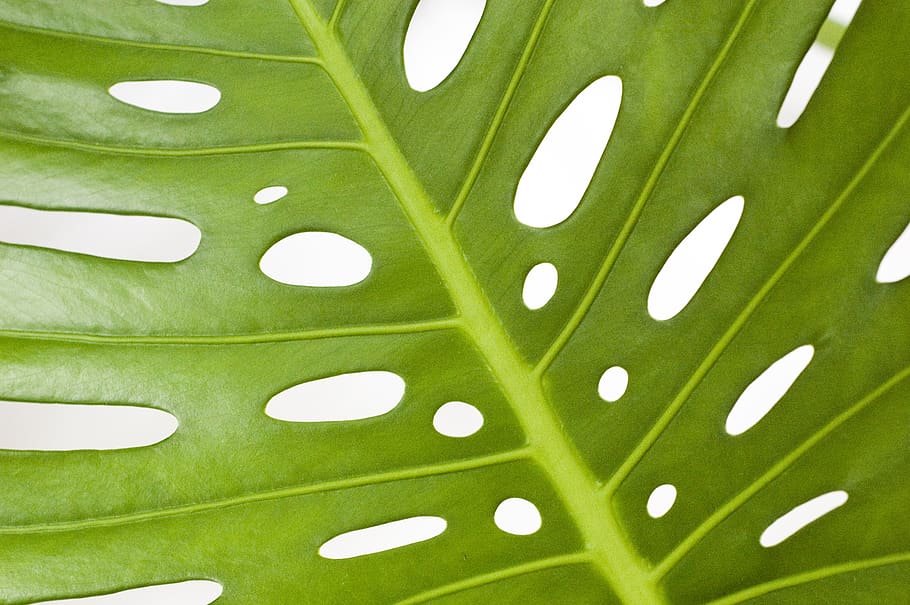 monstera, plant, leaf, the tropical, nature, summer, green color, pattern, close-up, spotted