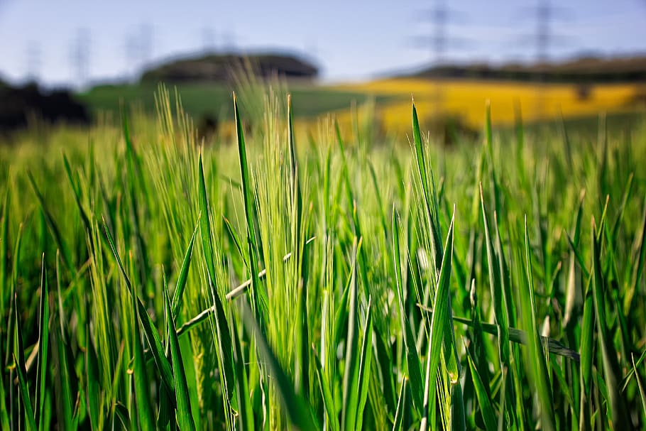 landscape, nature, cornfield, barley, sky, blue, green, yellow, black, panorama