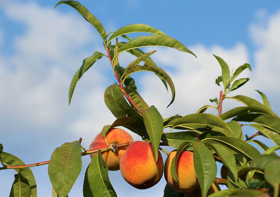 peach, fruit tree, fruit, branch, plant, nature, summer, leaf, plant part, healthy eating