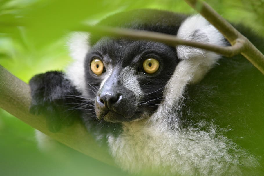 nature, animal world, primate, animal, one animal, mammal, animal wildlife, animals in the wild, portrait, lemur