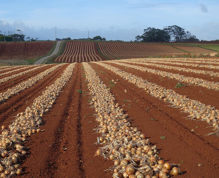 rows, ripe, raw, onions, drying, field, farm, onion, line, paddock
