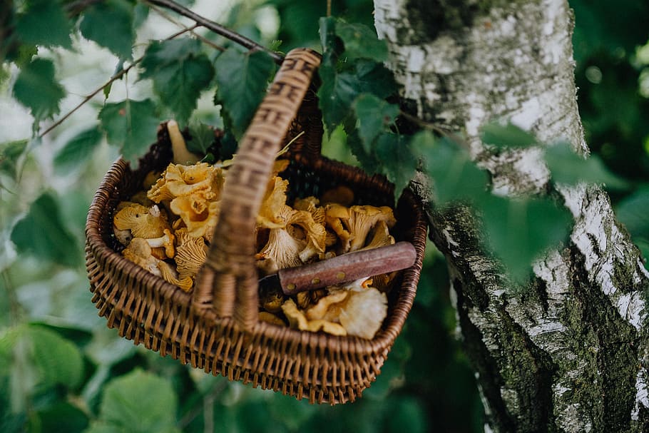 memetik, jamur chantarelle, kayu, chantarelle, jamur, jamur yang dapat dimakan, jamur kuning, musim gugur, tanaman, pohon