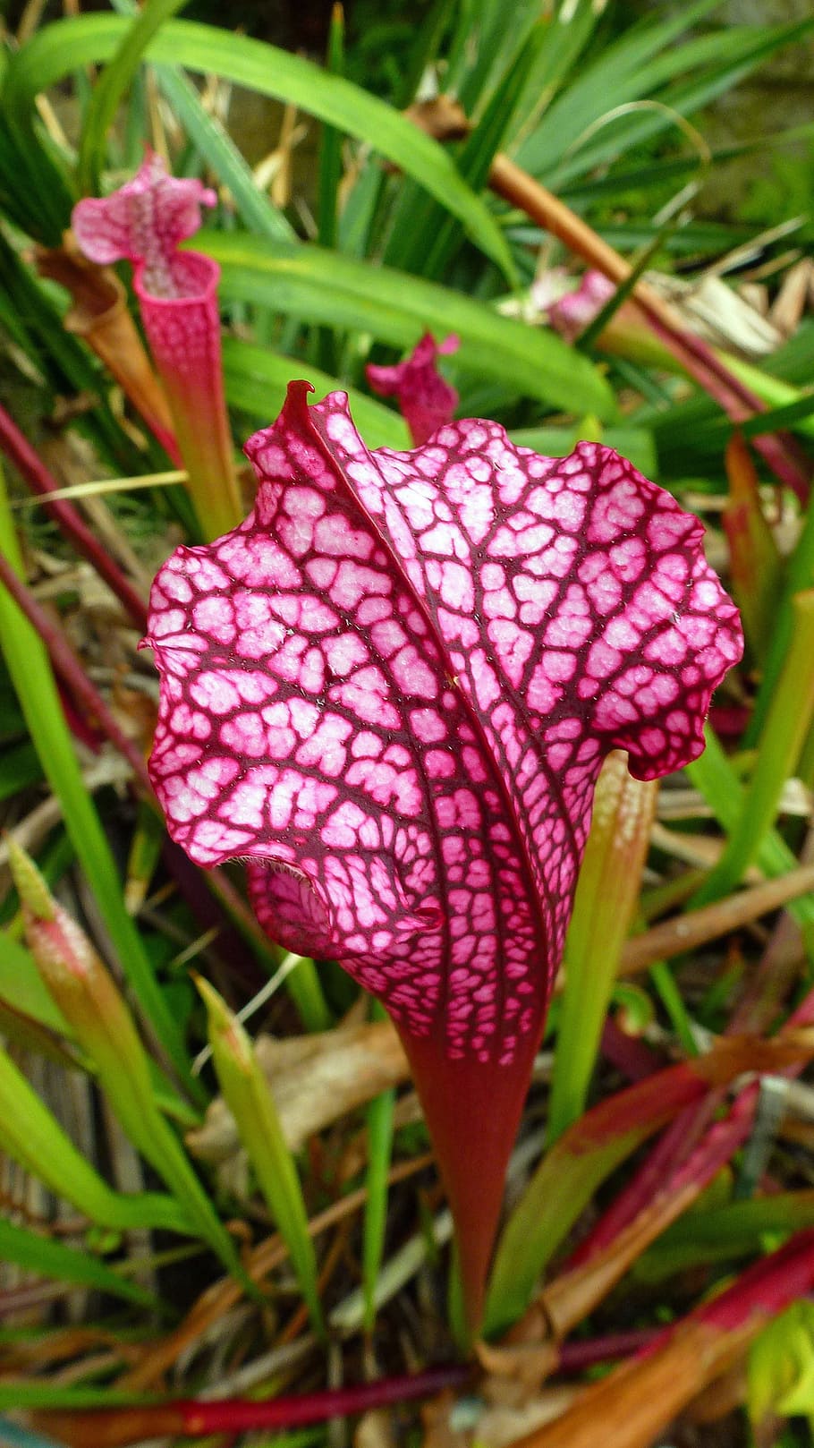 red, pitcher plants, growing, bog, greenhouse., pitcher plant, carnivorous plants, fly trap plant, fly eating plants, flower images