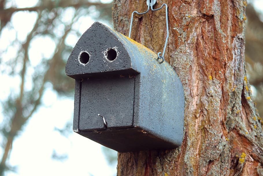aviário, caixa de ninho, conservação da natureza, alimentador de pássaros, árvore, local de ninho, abrigo, raça, einflugloch, casa na árvore
