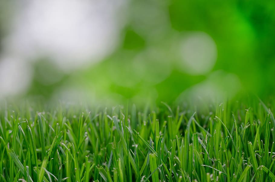 hijau, rumput, alam, tanaman, warna hijau, bidang, tanah, pertumbuhan, close-up, lingkungan