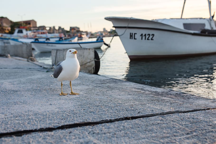 seagull, nessebar port, bulgaria, day, nobody, animal, boat, bird, port, no person