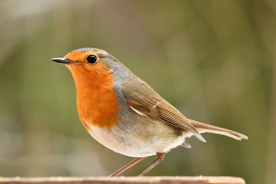 robin, bird, forest, red, the reflection in the eye, winter, animal themes,  animal, vertebrate, one animal | Pxfuel