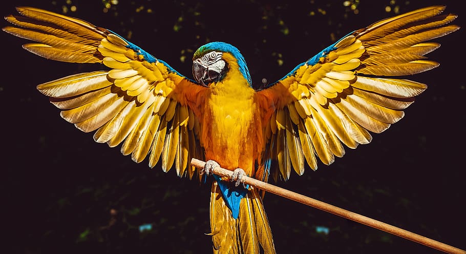 parrot, bird, wings, ara, colored, pen, wing, the tropical, yellow, animal