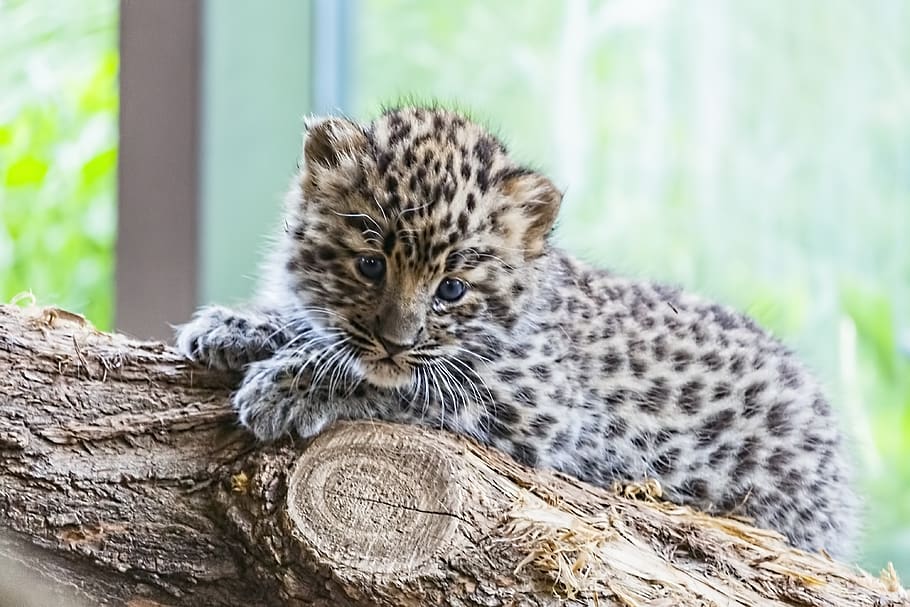 amur, leopardo amur, bebé leopardo amur, bebé leopardo, leopardo, bebé, animal bebé, gato montés, gato salvaje bebé, gatito
