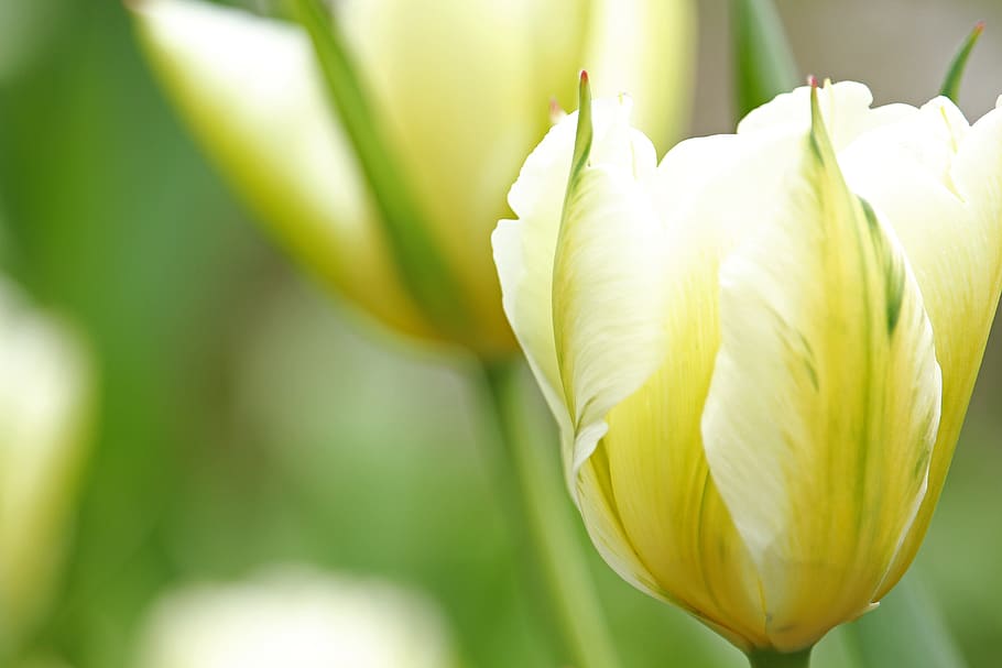 tumor branco, tulipa, primavera, branco, flor, flora, jardim, frühlingsanfang, início das flores, criação de tulipas