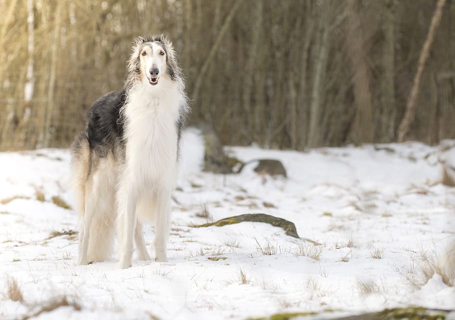 handsome, greyhound, borzoi, winter, dog, animals, quick, race, snow, one animal