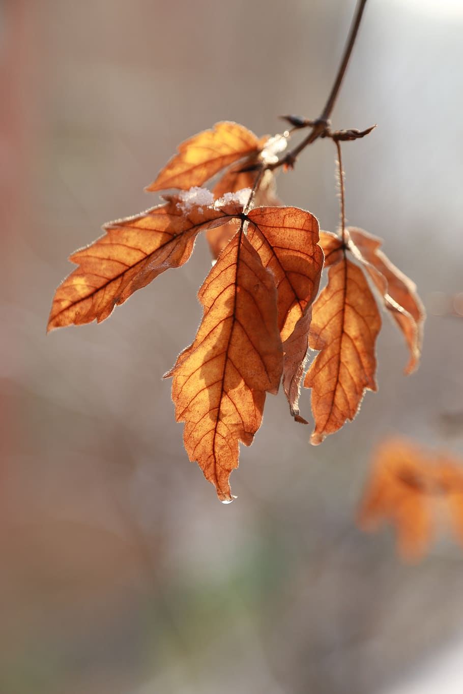 leaves, leaf, the leaves, autumn leaves, brown, nature, autumn, winter, snow, ice
