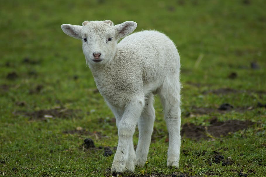 lamb, bambi, easter, passover, cute, schäfchen, sweet, young animal, spring, animal child