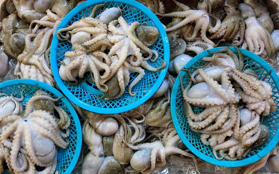calamar, comida, puesto en el mercado, pulpo, mariscos, pescadería, no gente, comida y bebida, gran grupo de objetos, día