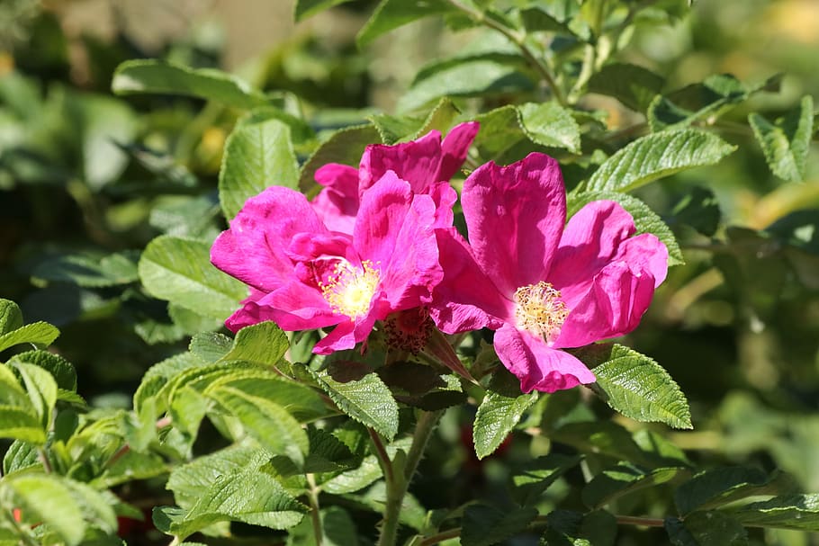rosa mosqueta, rosa grande, flores, verão, planta, floração, beleza na natureza, cor rosa, folha, frescura
