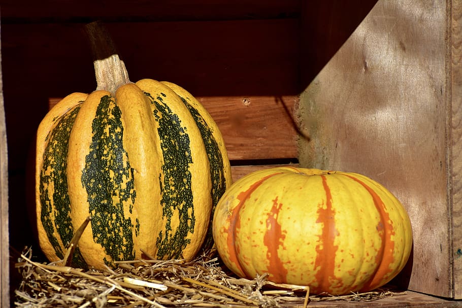 squash, pumpkin, hay, halloween, harvest, decoration, yellow, orange, vegetables, gourd