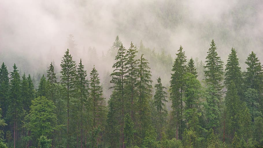 forest, conifers, coniferous forest, fir forest, wood, nature, trees, evergreen, landscape, conifer
