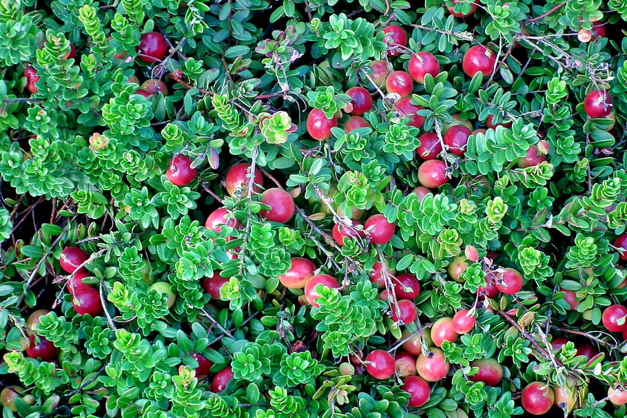 cranberry, plant, fruit, jagoda, summer, garden, nature, green, vitamins, wielkoowocowa