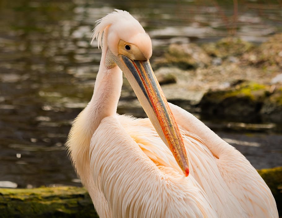 pelikan, pájaro de agua, cuenta, mundo animal, retrato animal, Pájaro, temas animales, vertebrado, animal, animales en la naturaleza