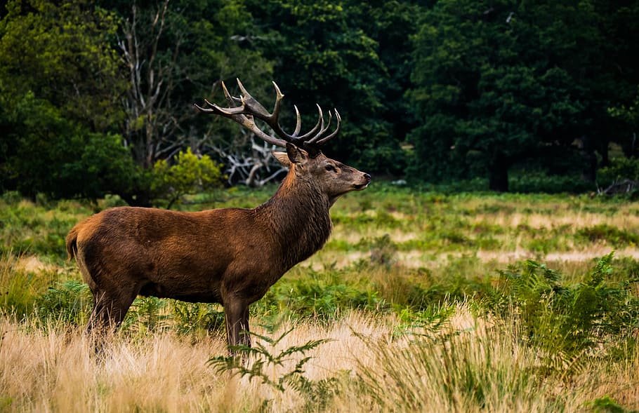 deer, animal, horn, wildlife, green, grass, trees, forest, plants, nature