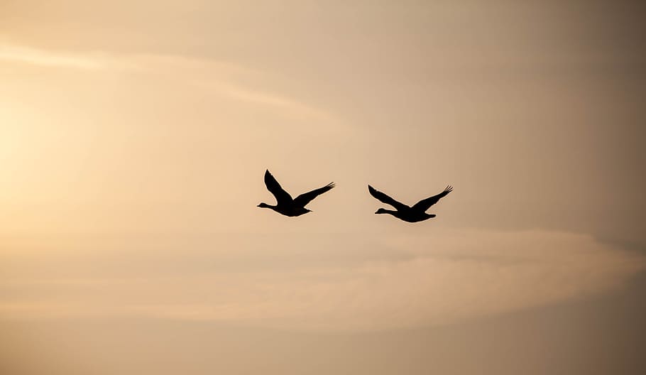 geese in flight, sunrise, geese, silhouette, birds, nature, orange, flying, sky, scenic