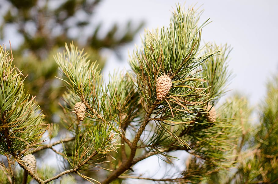 pinus sylvestris, tree, pine, cone, botanical, nature, forest, wood, sylvestris, plant