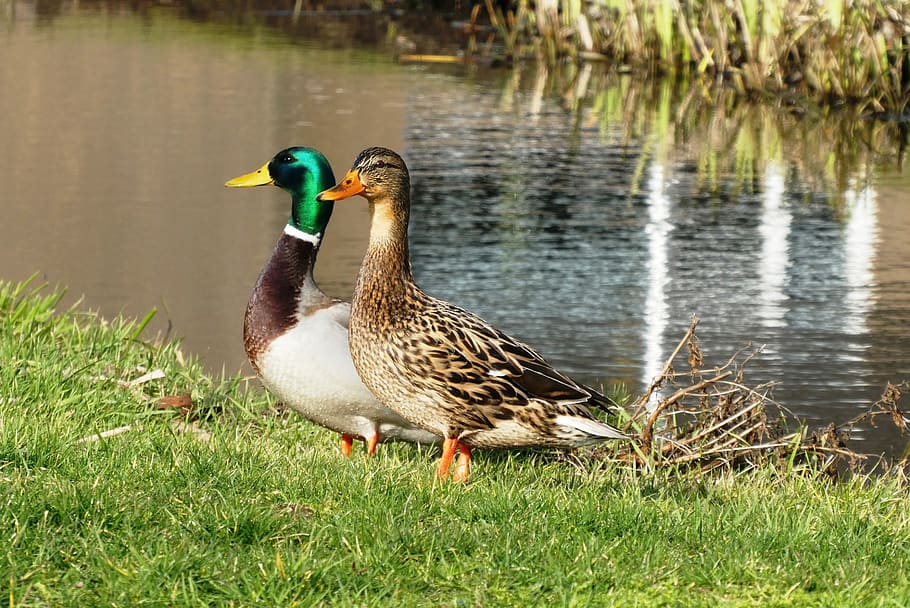 ducks, pair, ditch, totter, nature, water birds, plumage, bird, animal wildlife, animals in the wild