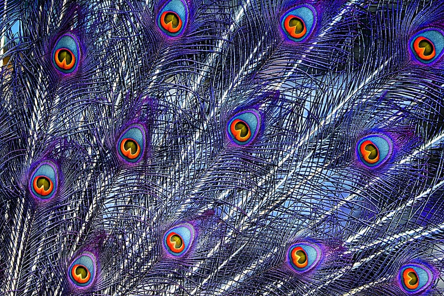 peacock feathers, color, plumage, iridescent, animal, pride, colorful, peacock wheel, peacock, nature