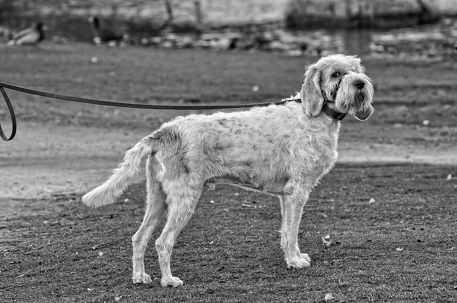 dog, canine, animal, mammal, pet, domestic, standing, outdoors, white, rough haired