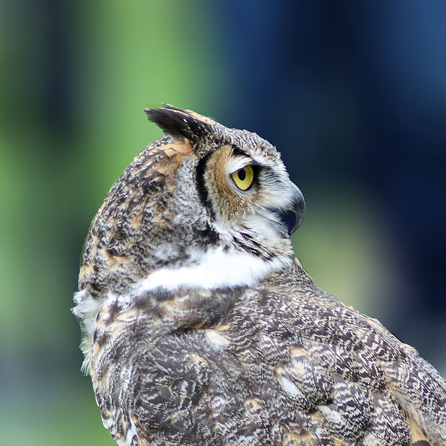 great horned owl, owl, bird, raptor, feathers, wildlife, nature, eyes, animal, portrait