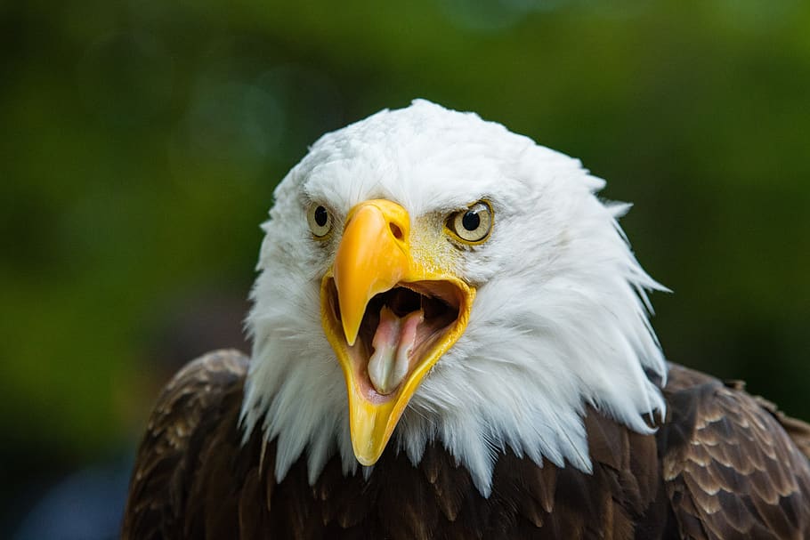 águila calva, rapaz, símbolo, águila, calvo, posado, retrato, pájaro, naturaleza, americano