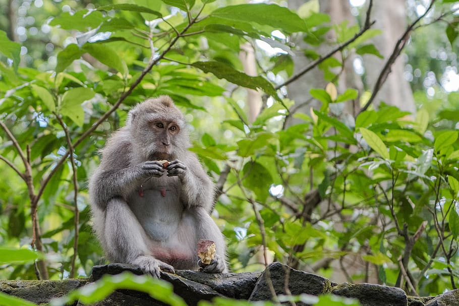 balinese long tailed macaque, macaque, monkey, primate, mammal, wildlife, thoughtful, animal, eating, forest