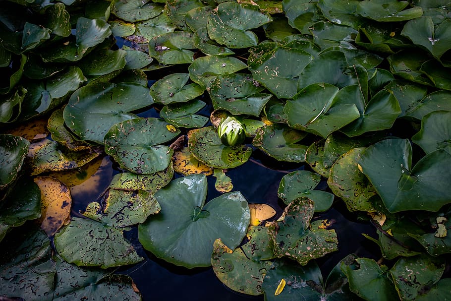 lily pad, pond, l, water, green, nature, plant, bloom, lotus, leaf