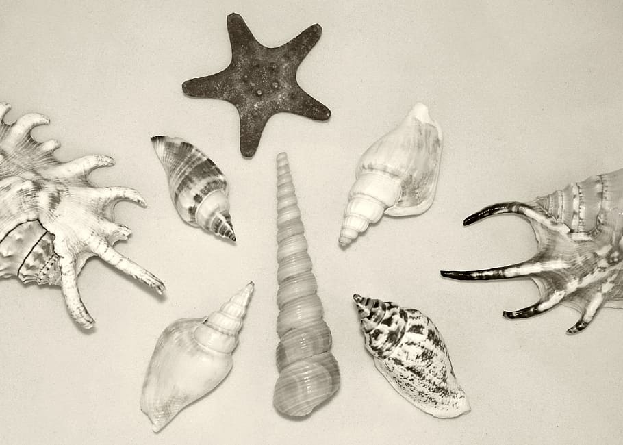concha, conchas do mar, estrela do mar, diferentes, ao redor, sortidas, stilllife, temas animais, animais selvagens, marinha