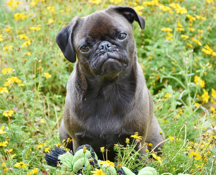 pug, dog, small, pet, lap dog, purebred dog, cute, black, silver, background