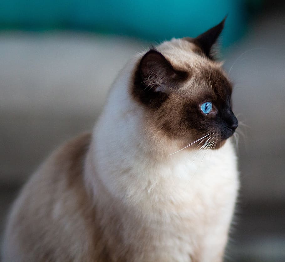 cat, siamese, blue, eyes, pet, cute, fluffy, posing, animal themes, animal