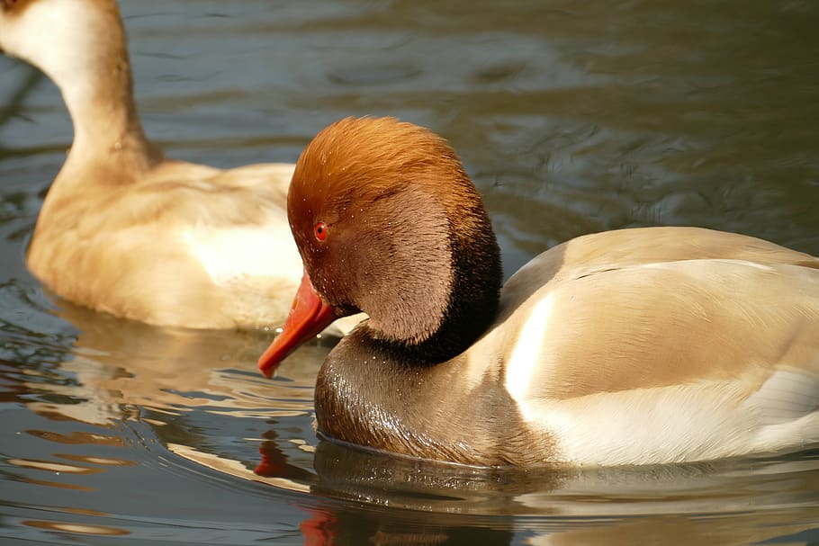 duck, red crested pochard, male, bird, waterfowl, fauna, water, swimming, nature, animal themes