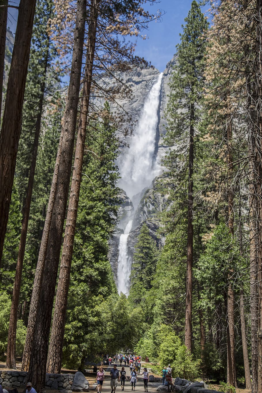 waterfall, sequoia, trees, mountain, forest, redwoods, tree, plant, land, water