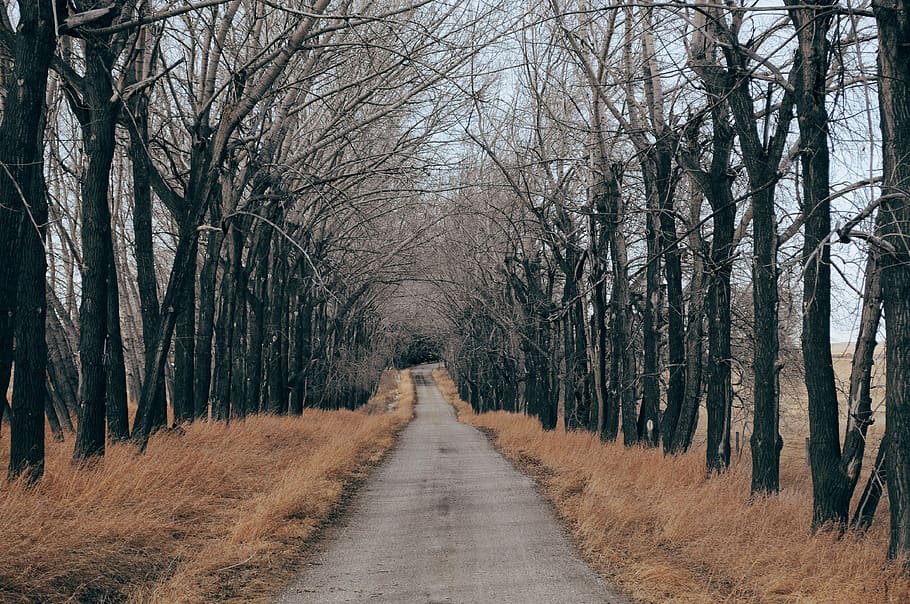 road, dirt road, rural, countryside, trees, journey, route, gravel, way, tree