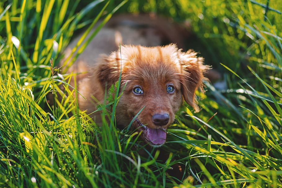 brown, dog, puppy, pet, animal, playing, nature, green, grass, sunny