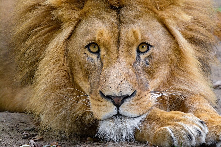 lion, male, close up, staring, wildlife, feline, mammal, carnivore, nature, predator