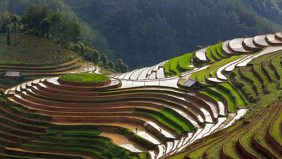 scenery, terraces, farm, pour water, agriculture, terraced field, growth, scenics - nature, terrace, rice paddy