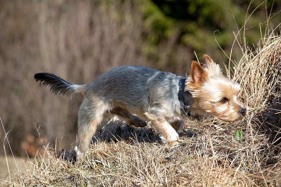 dog, small dog, yorki, yorkshire terrier, terrier, nature, sniffing, purebred dog, sweet, small